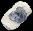 Zlichovaspis Trilobite - Clear Eye Facets #54402-1